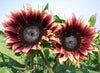 ProCut Plum Sunflower