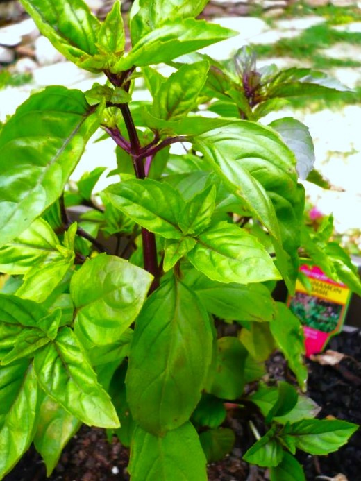 Cinnamon Basil Seeds For Planting Mexican Spice Fragrant Sweet Thai