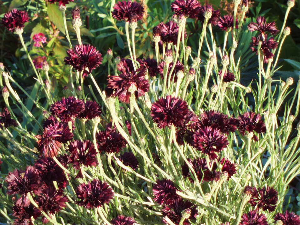 Black Ball Bachelor Buttons are easy to grow from seeds