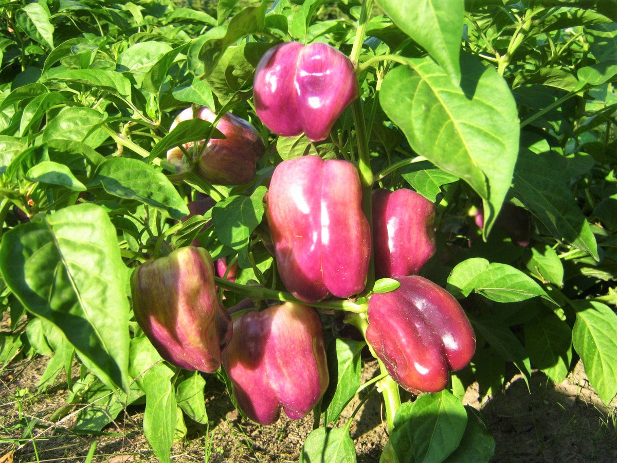 Lilac Bell Pepper Seeds - For 2026 Planting Lavender To Red California