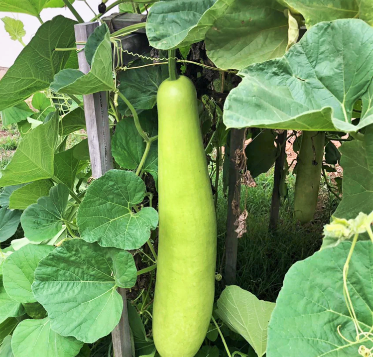 Big Green Sausage Bottle Gourd Seeds - For 2026 Planting Lagenaria