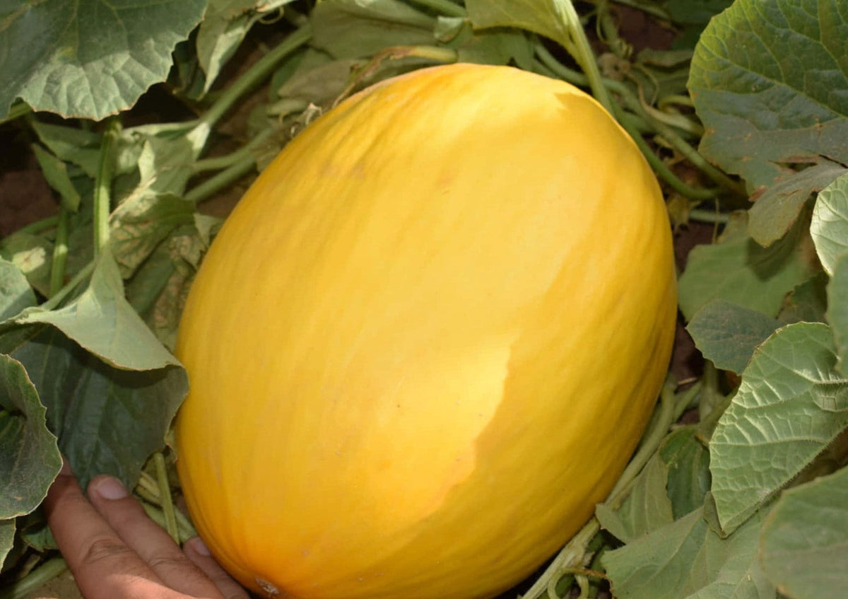 Crenshaw Melon Seeds - For 2026 Planting Cucumis Melo Heirloom