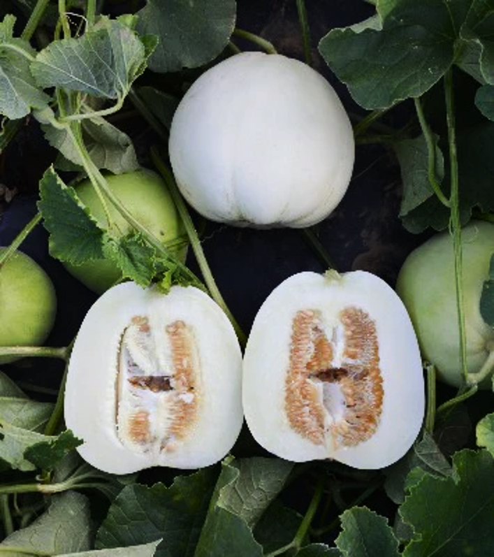 Bai Mibao Asian Melon Seeds - For 2026 Planting White Thin-Wall