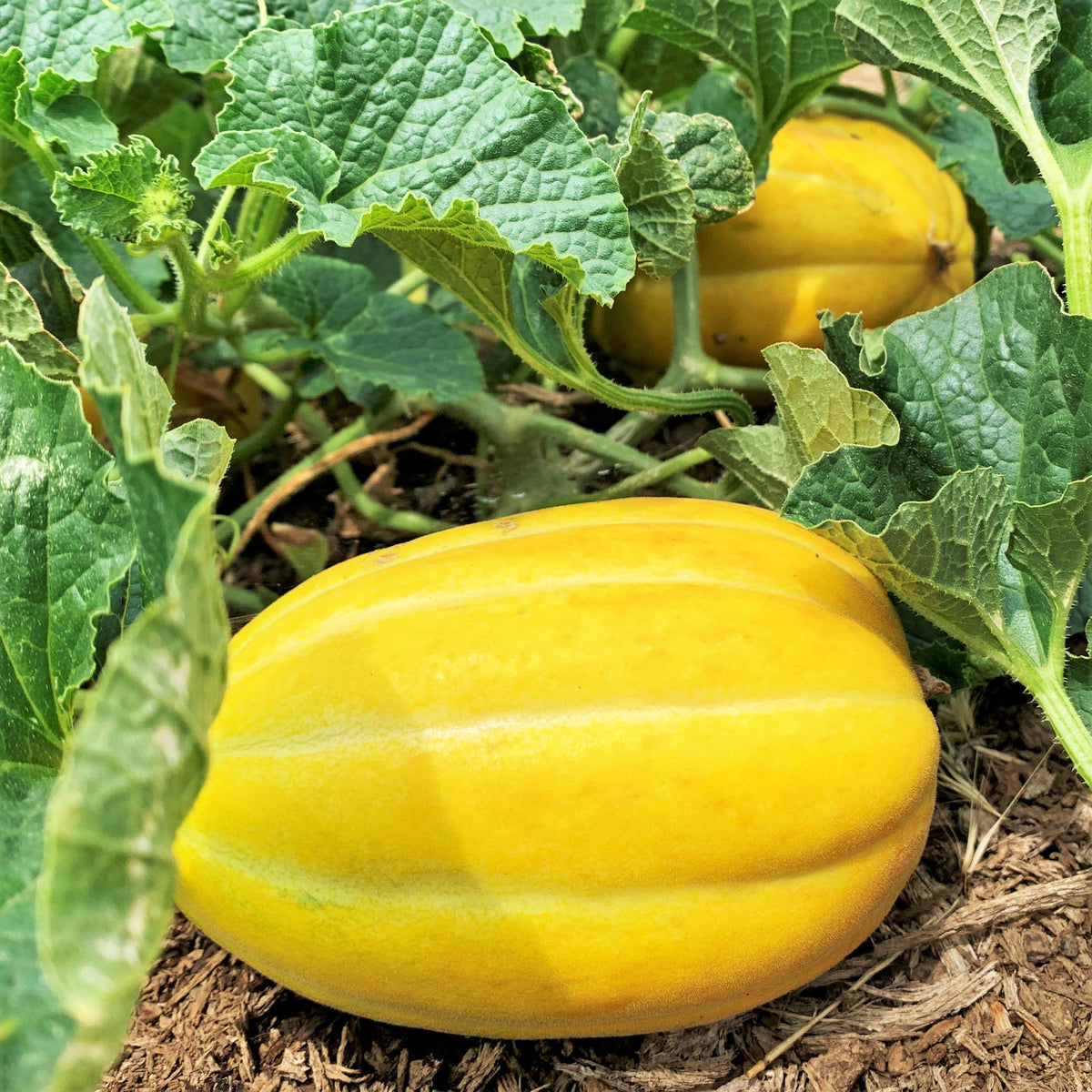 Early Silver Line Korean Melon Seeds - For 2026 Planting Yellow