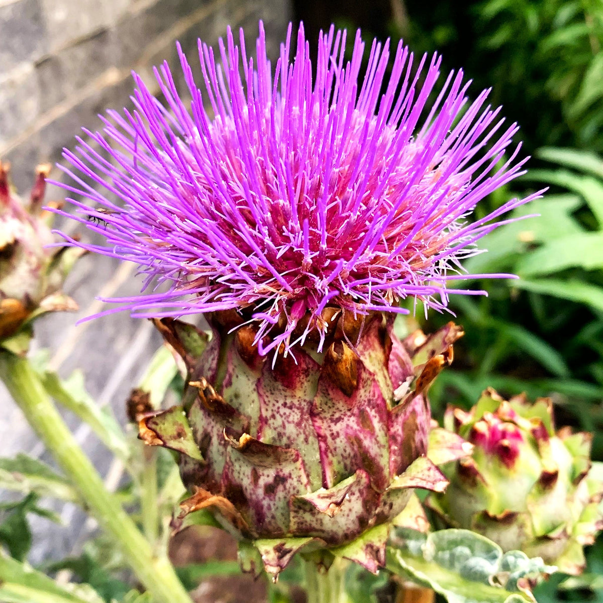 Cardoon