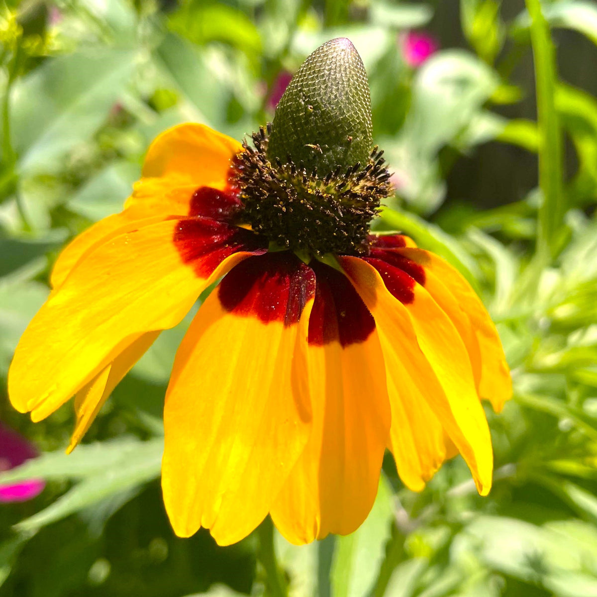 Clasping Coneflower Seeds | Dracopis Rudbeckia Yellow Wildflower Pollinator Heirloom Garden ...