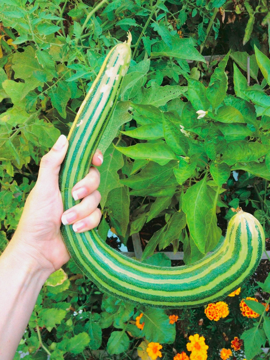 snake cucumber plant Painted Serpent Striped Armenian Cucumber
