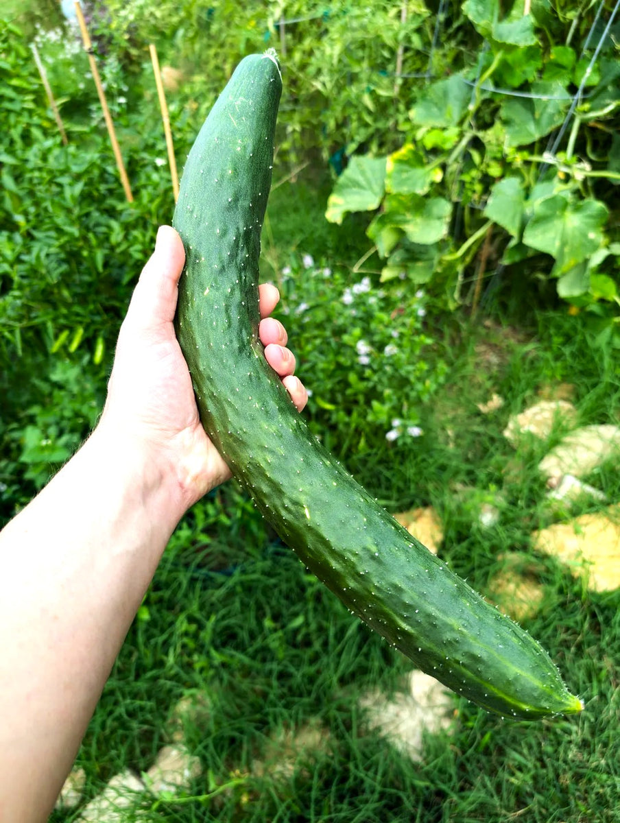 tasty jade cucumber plant China Jade Burpless Cucumber Seeds - For 2026 Planting Delicious Long