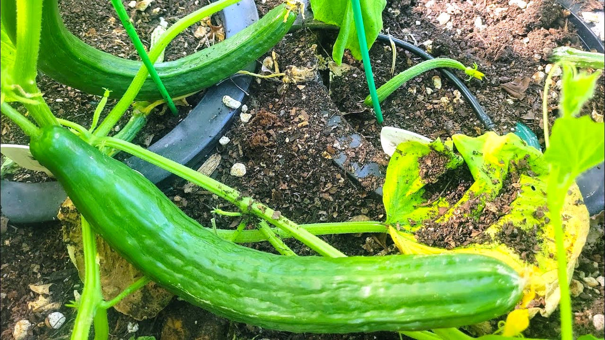English Telegraph Burpless Cucumber Seeds Hothouse Cucumbers Crisp
