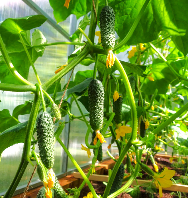 gherkin plant Parisian Gherkin Cucumber