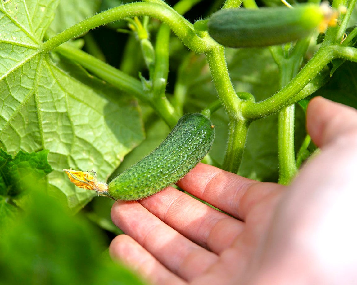 Parisian Gherkin F1 Cucumber Seeds French Cornichon Baby Cucumbers