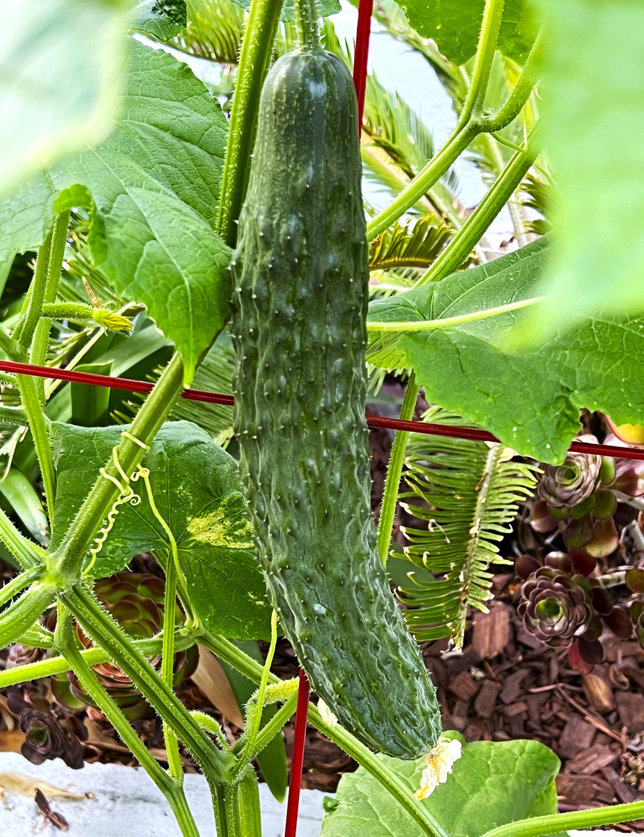 Japanese Cucumber – Nehemiah Superfood