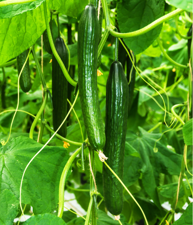 Japanese Cucumber – Nehemiah Superfood