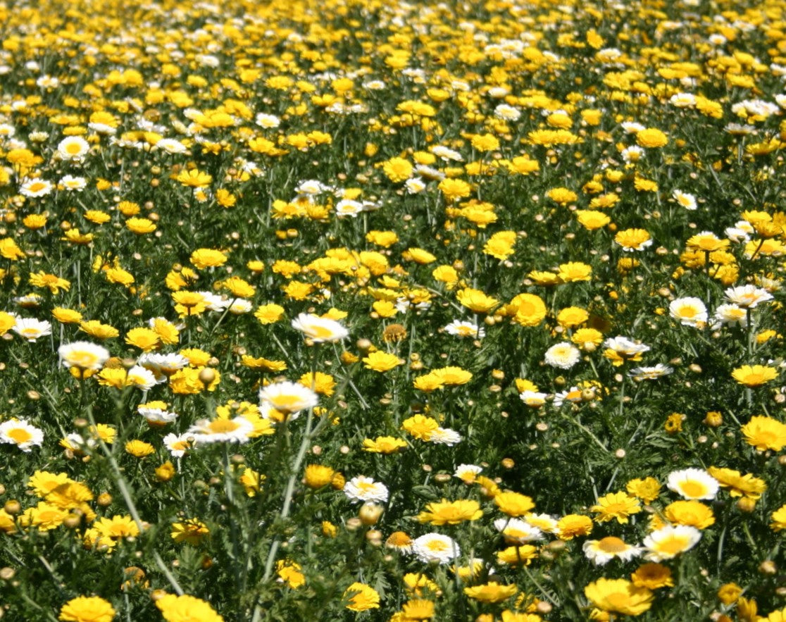 i'll plant a row of daisy seeds Garland Crown Daisy Seeds - For 2026 Planting Yellow White