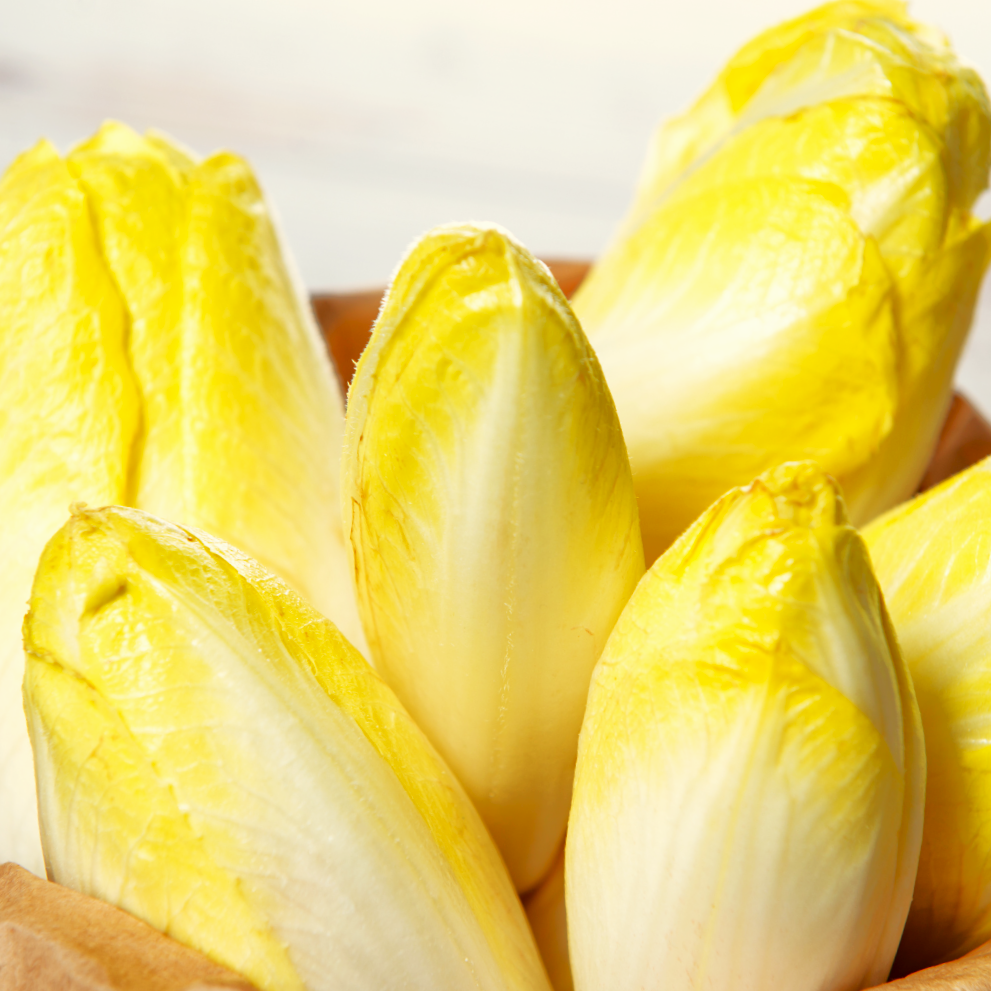 Belgian Endive Seeds (Witloof Chicory) | Pale Yellow White Leaf French ...