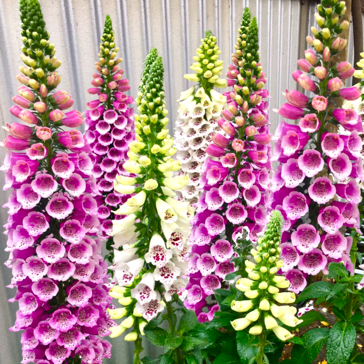 Foxglove Seeds - For 2026 Planting Mixed Colors Purple Pink White