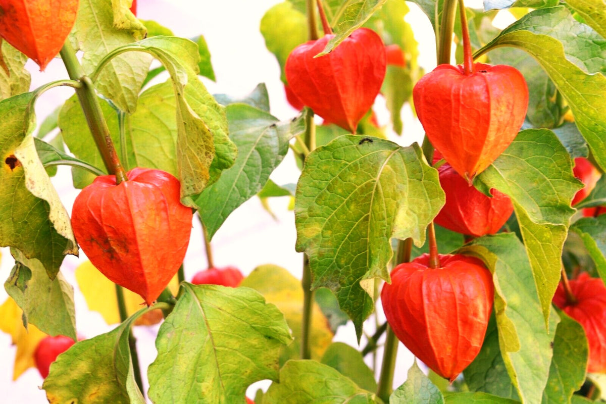 Chinese Lantern Plant Seeds Physalis Alkekengi Red Orange Husk