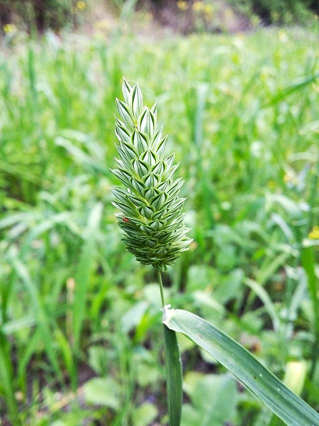canary seed plant Canary Grass