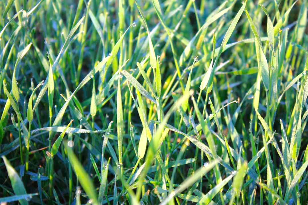 Curated visual reference: Gallery Detail: Climax Timothy Grass Seeds For 2026 Planting Hay Pasture Meadow