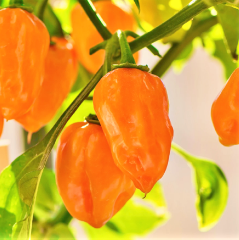 Orange Habanero Pepper Seeds 