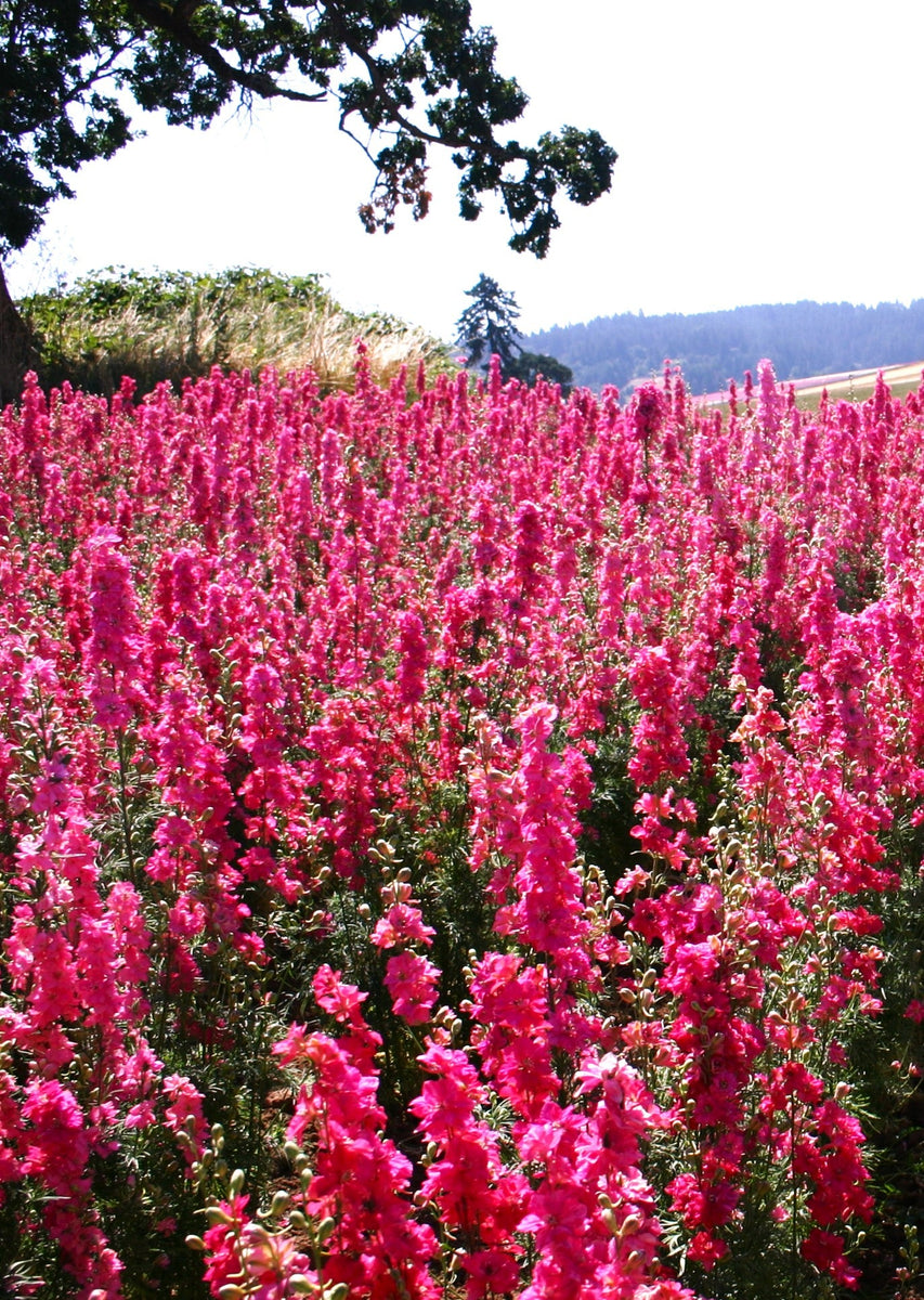 Carmine King Rocket Larkspur Seeds - For 2026 Planting Fuchsia