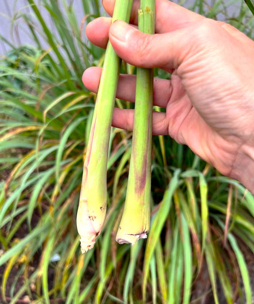 West Indian Lemongrass Seeds - For 2026 Planting Citronella