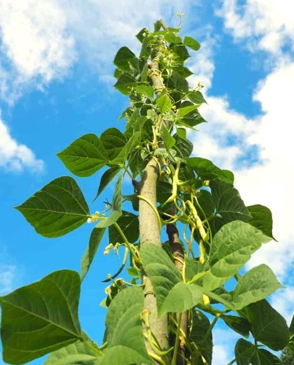 King of the Garden Pole Lima Bean Seed Large Green Pods Climbing Butter Beans Platt's Improved