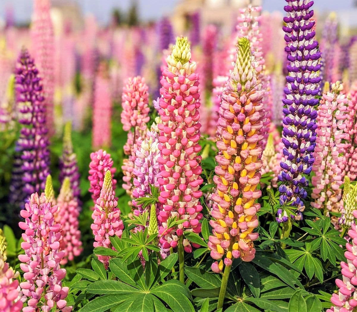 Russell Mix Lupine Seeds - For 2026 Planting Lupinus Rainbow Lupin