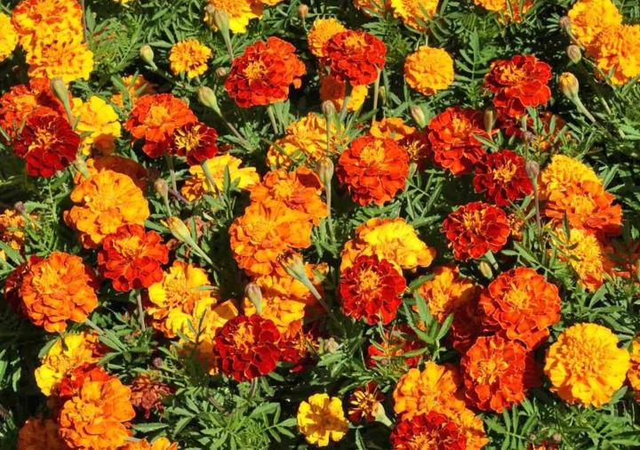 Everwilde Farms - 500 Petite Mix French Marigold Garden Flower