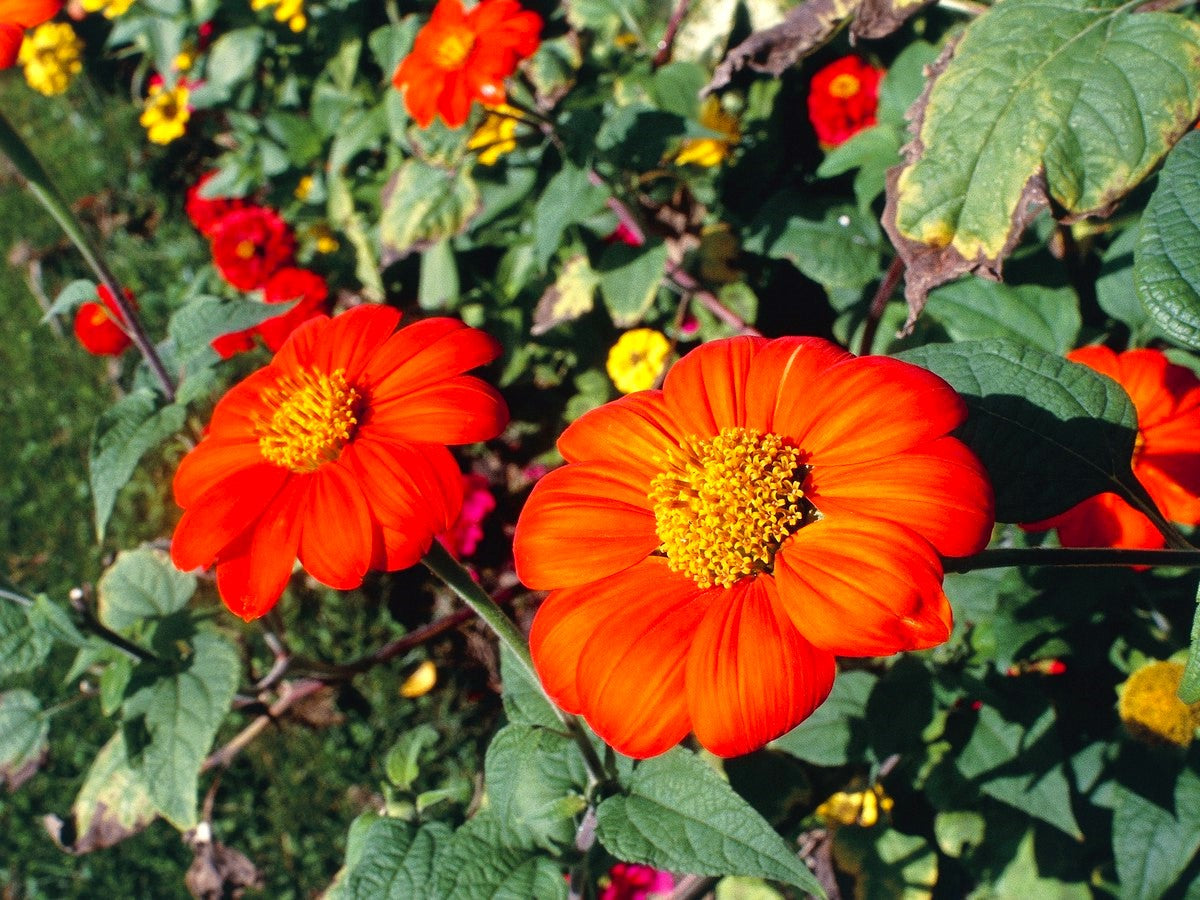mexican sunflower seed planting Mexican Sunflower Seeds - For 2026 Planting Tithonia Rotundifolia Red