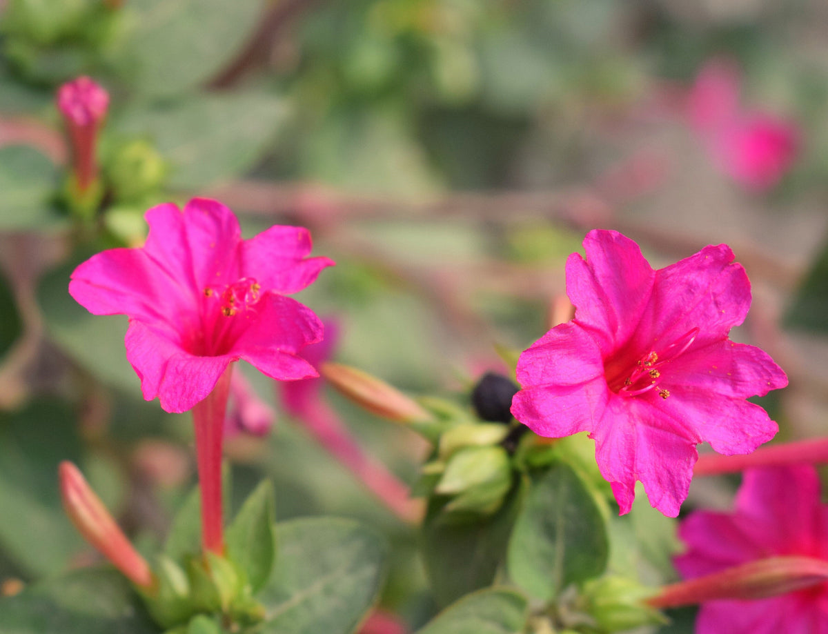 Pink Four O' Clock Seeds - For 2025 Planting Mirabilis Jalapa