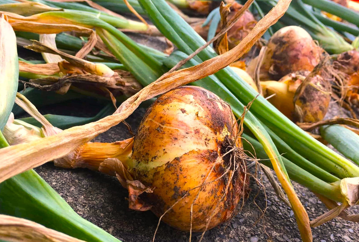 Borettana Yellow Cipollini Onion Seeds Sweet Italian Flat Cipolla