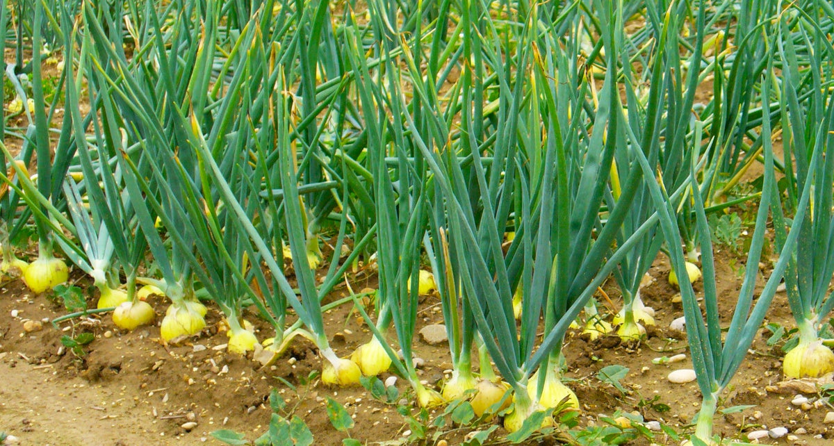 Texas 1015Y SuperSweet Onion Seeds - For 2026 Planting Official