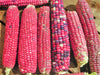 Neon Pink Popcorn (Ornamental Corn)