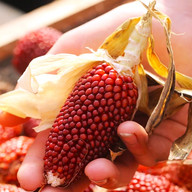 Strawberry Popcorn (Ornamental Corn) Seeds - For 2026 Planting Red