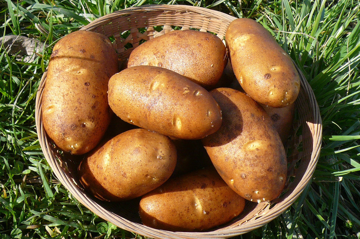 PRE-ORDER NOW! SHIPS APRIL 2026 - Russet Burbank Seed Potatoes