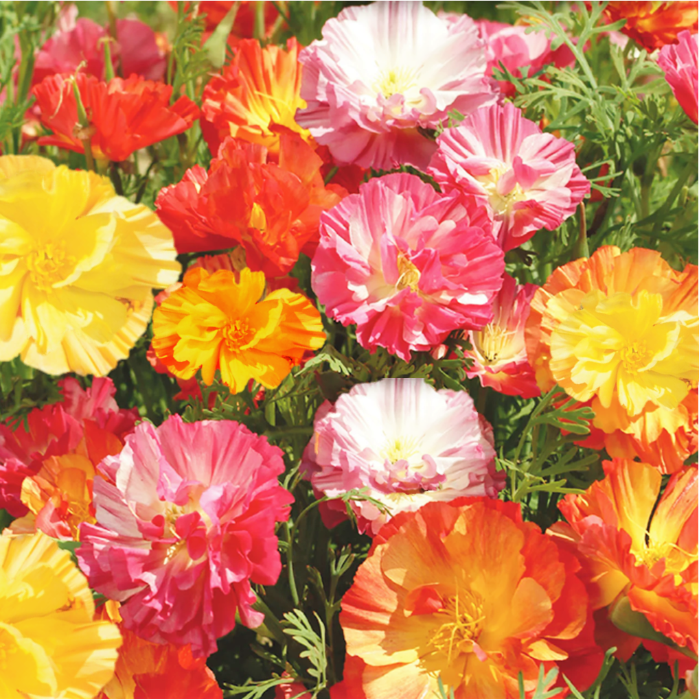 Ballerina Mix California Poppy Seeds | Crimped Petals Pastel Colors ...
