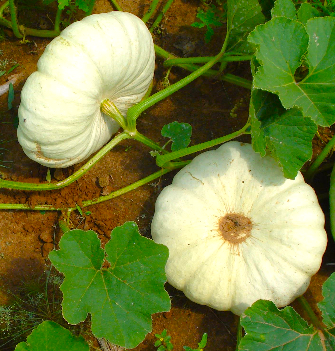 Flat White Boer Pumpkin Seeds - For 2026 Planting Stackable