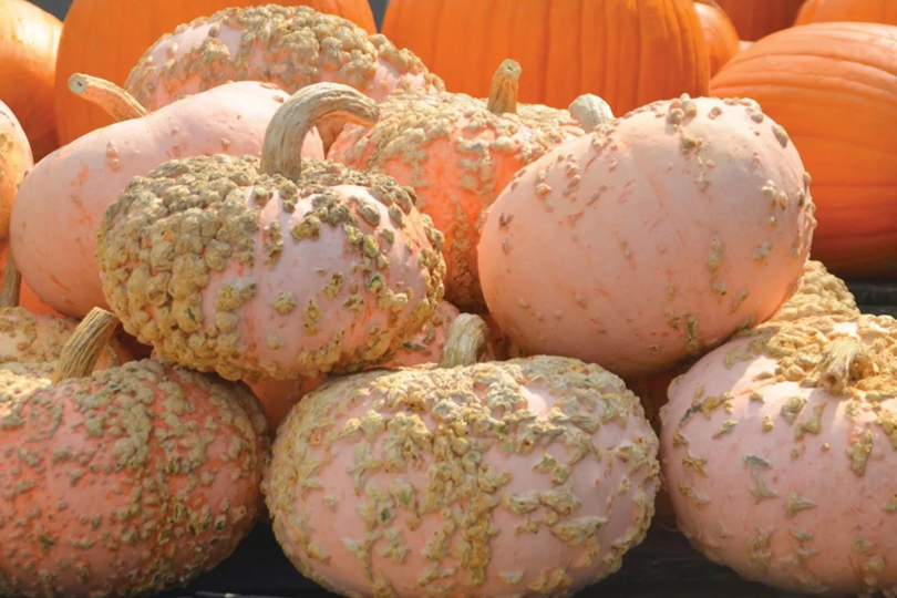 Peanut Pumpkin (Galeux d'Eysines) Seeds Warty Goblin French Halloween