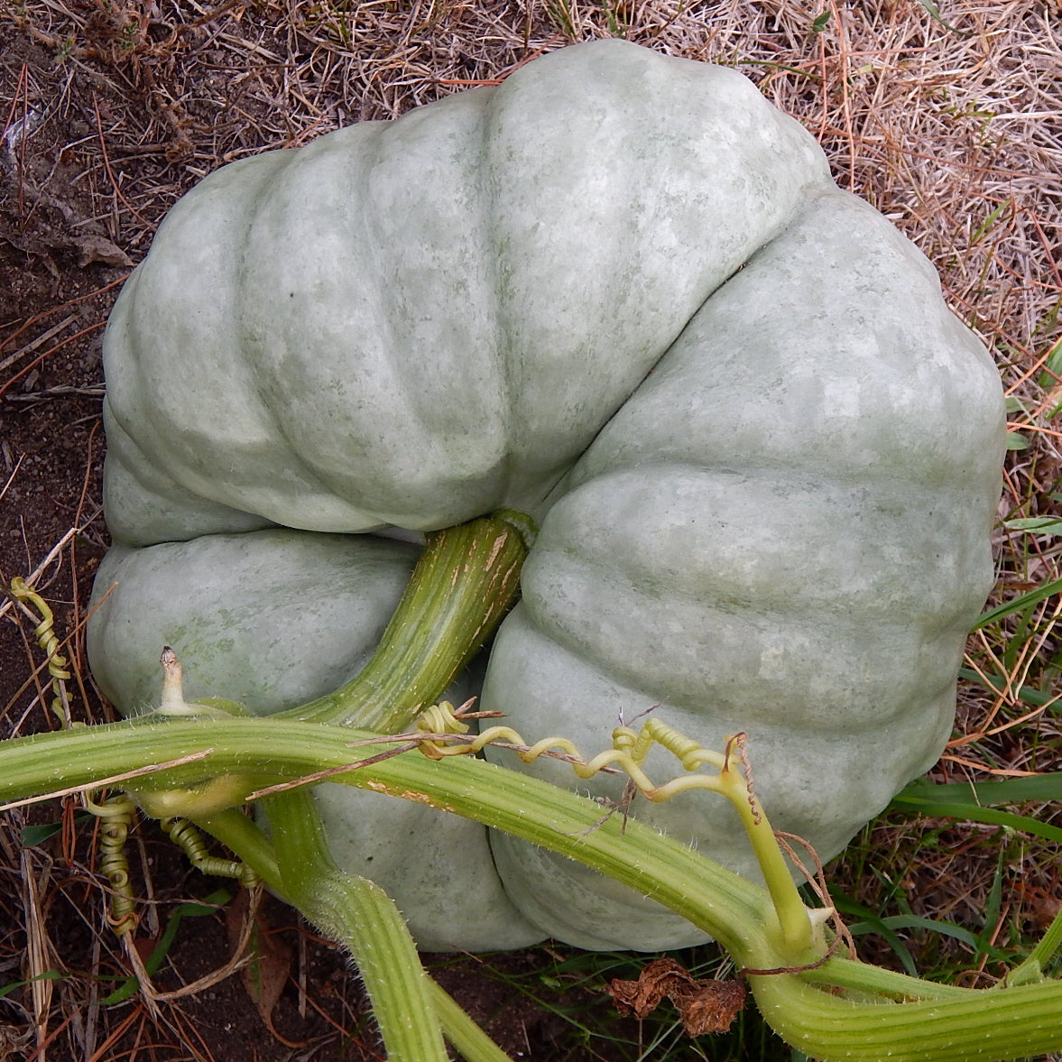 Triamble Blue Pumpkin Seeds Shamrock Winter Squash Australian Tri