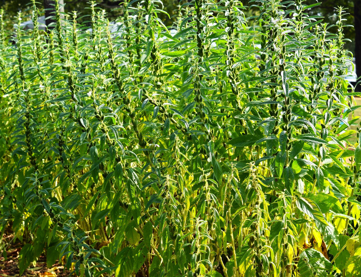 buy sesame seeds for planting White Sesame Seeds - For 2026 Planting Benne Gingelly Til Simsim Ellu
