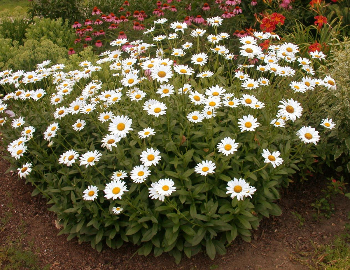 Shasta Daisy