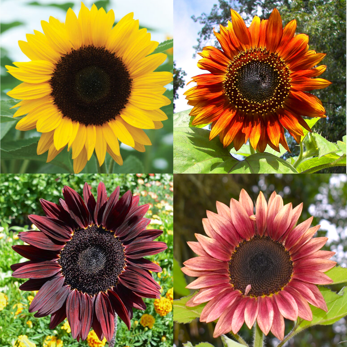 types of sunflower seeds for planting 16 Species Mix Sunflower Seeds - For 2026 Planting Rainbow Blend