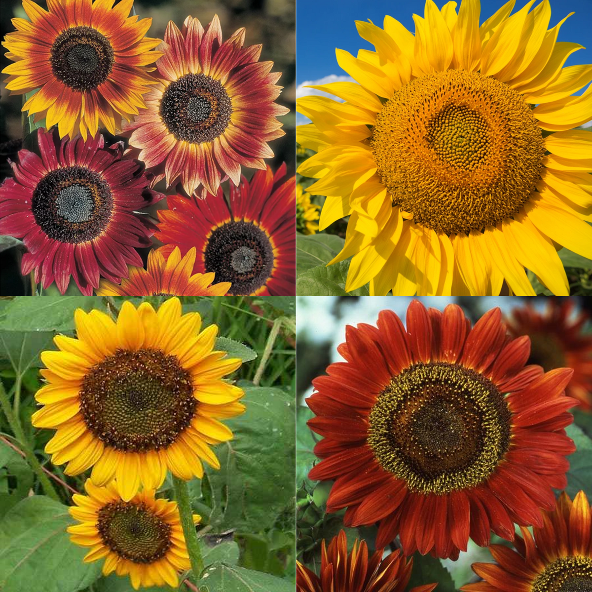 best sunflower seeds to plant 16 Species Mix Sunflower Seeds - For 2026 Planting Rainbow Blend