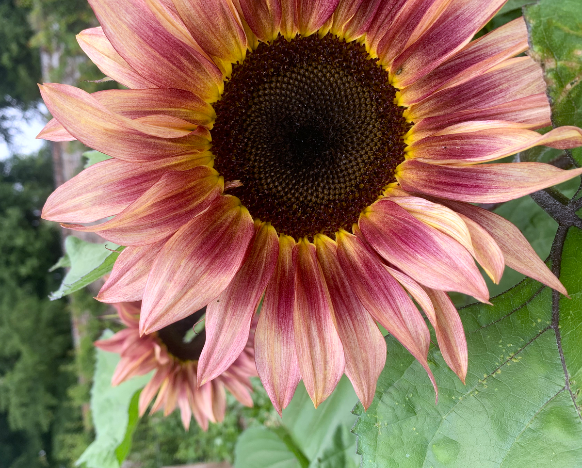 pink sunflower seeds to plant Ruby Eclipse Sunflower Seeds - For 2026 Planting Pink Sunflowers