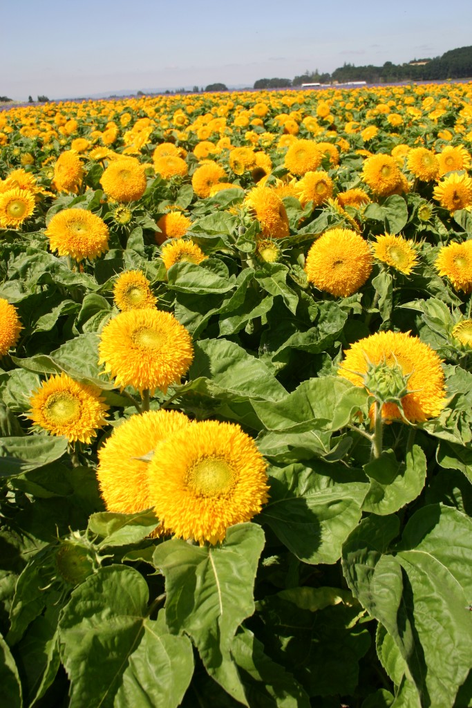 teddy bear sunflower plants Teddy Bear Sunflower Seeds - For 2026 Planting Sun Gold Dwarf Sun