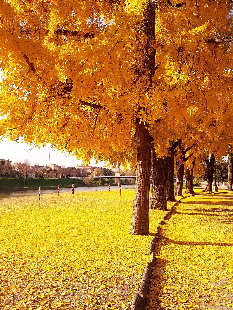 Ginkgo Biloba Tree