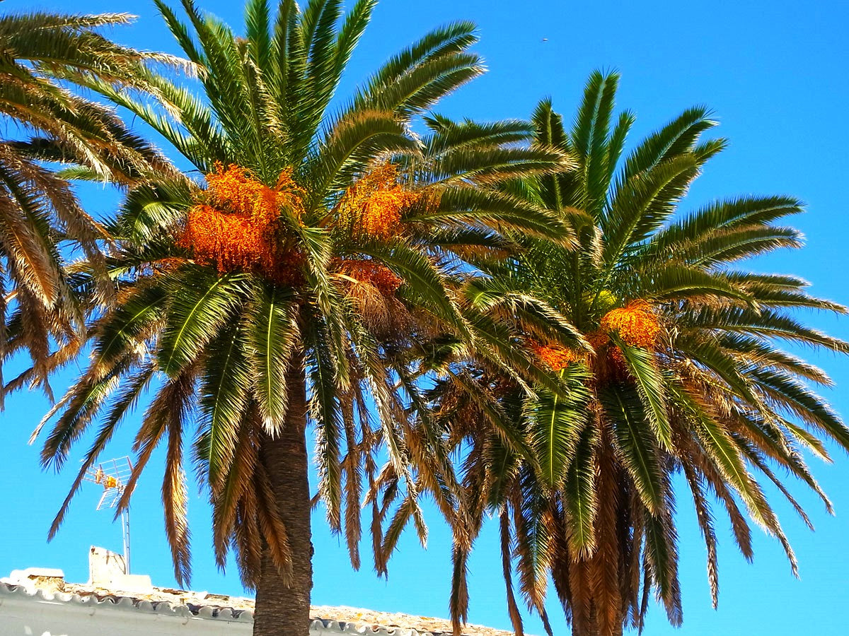 planting canary island date palm seeds Canary Island Date Palm Tree