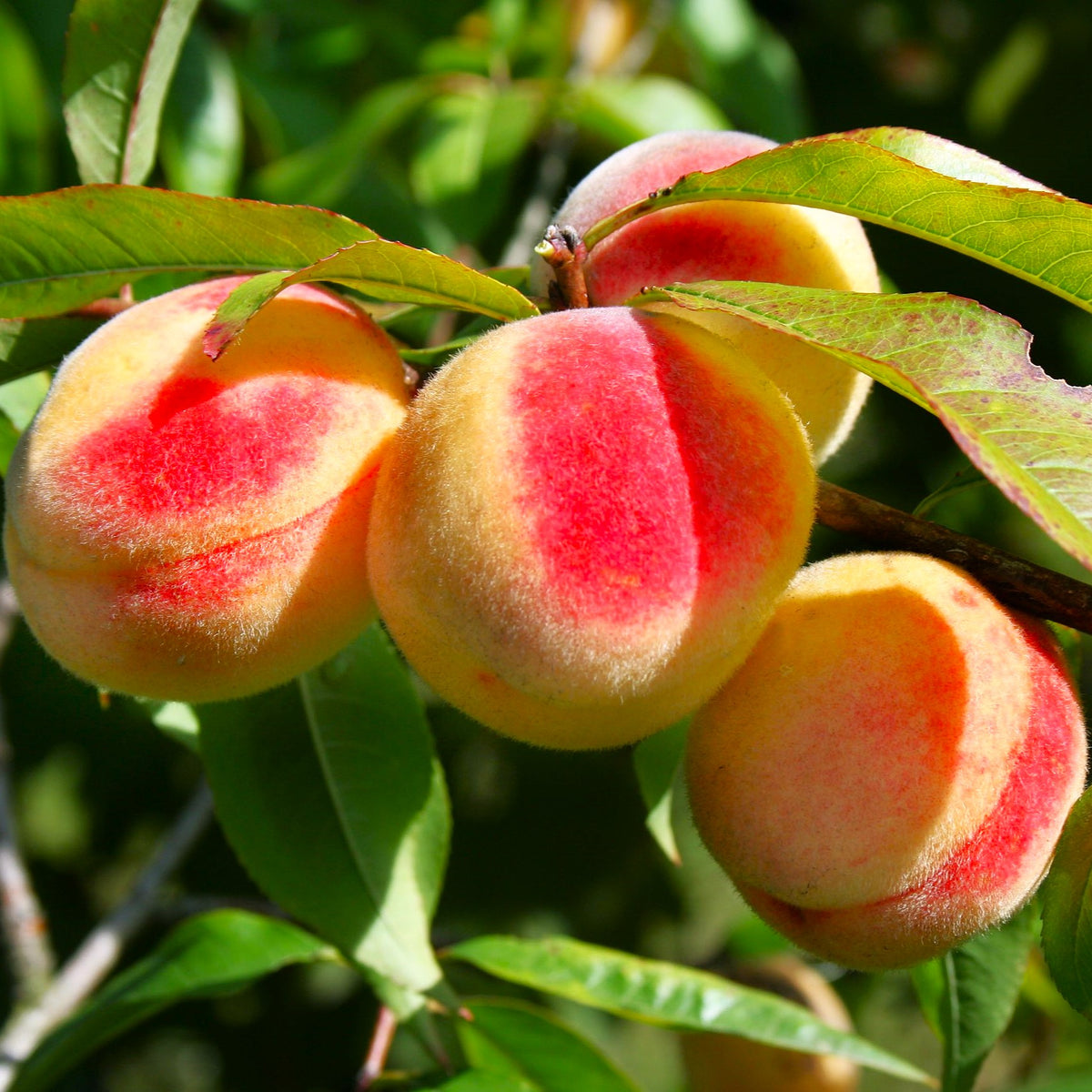 Prunus persica Nemaguard (Peach seedling) live 1-2 y.o. plant - Other Prunus persica Nemaguard (Peach seedling) live 1-2 y.o. plant - Other