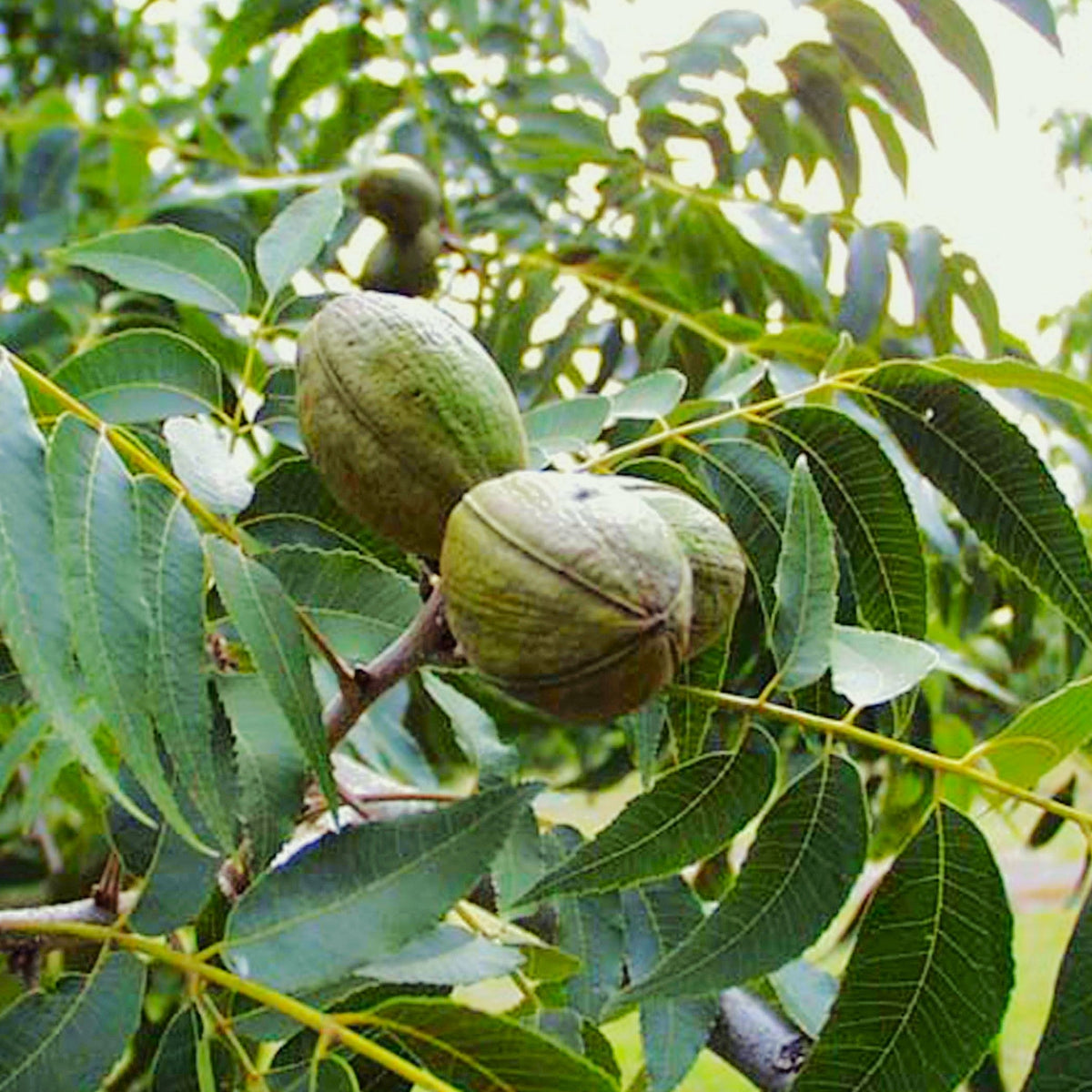 plant pecan tree from seed Pecan Tree Seeds - For 2026 Planting Carya Illinoensis Illinois Nut